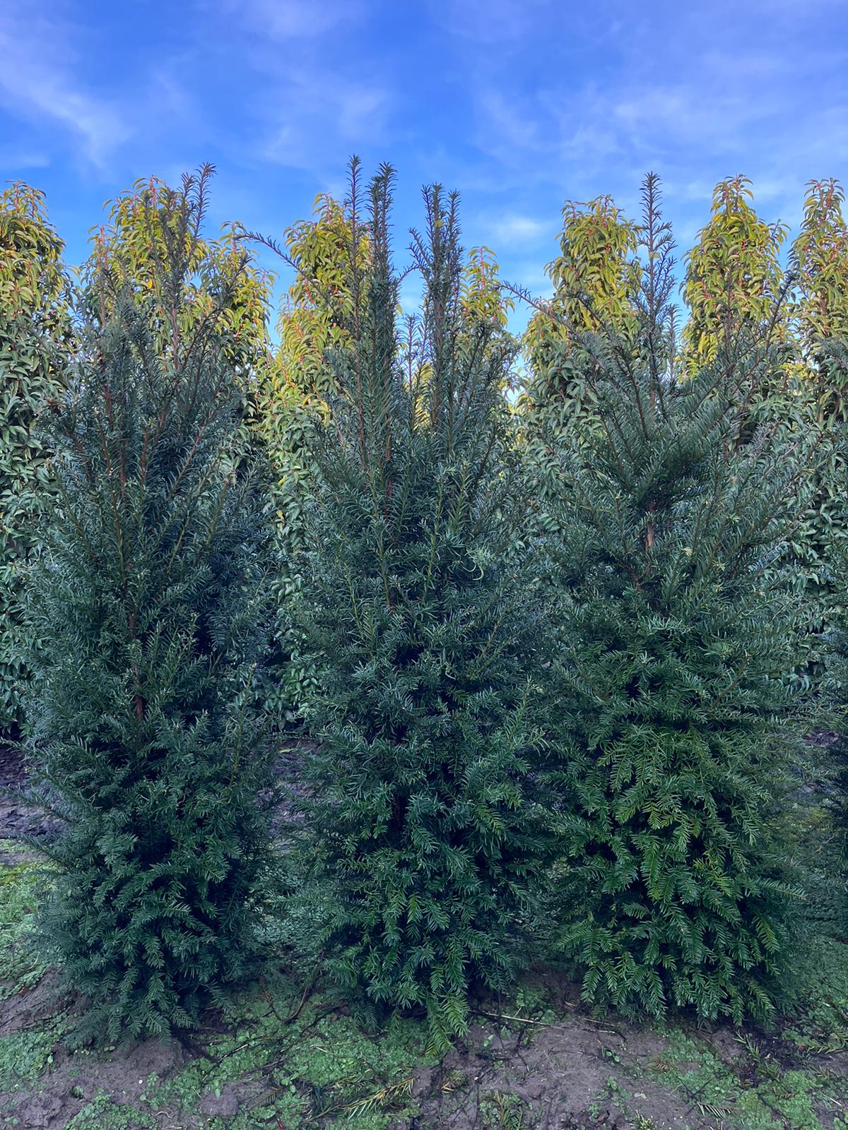 Seagrave Nurseries Hedging Taxus Baccata Rootballed 120 150cm Plant   Taxus 120   150 Rb New 